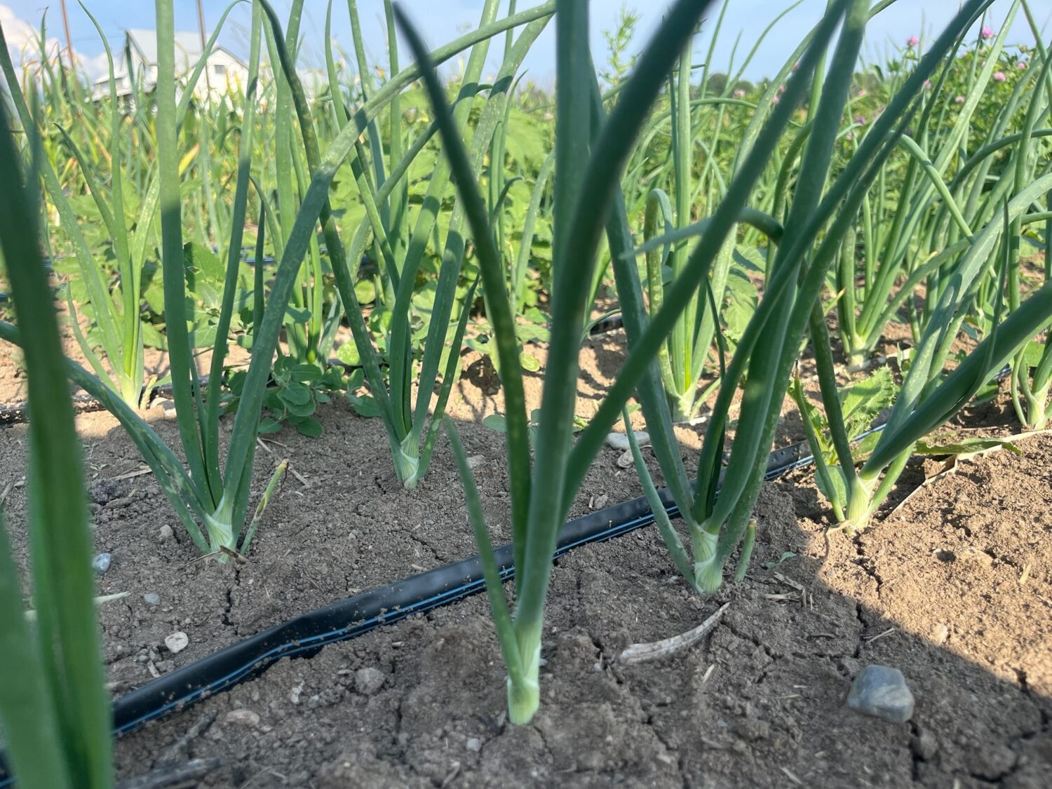 irrigated onions - No Roof No Problem! ⛈️ KNUCKLE DOWN NEWS