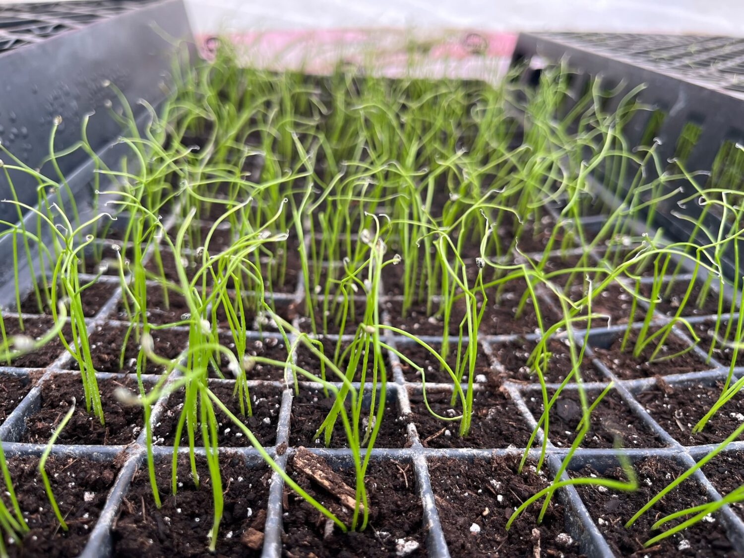 moar seedlings - FIRST EVER SPRING CSA SHARES OF ALL TIME