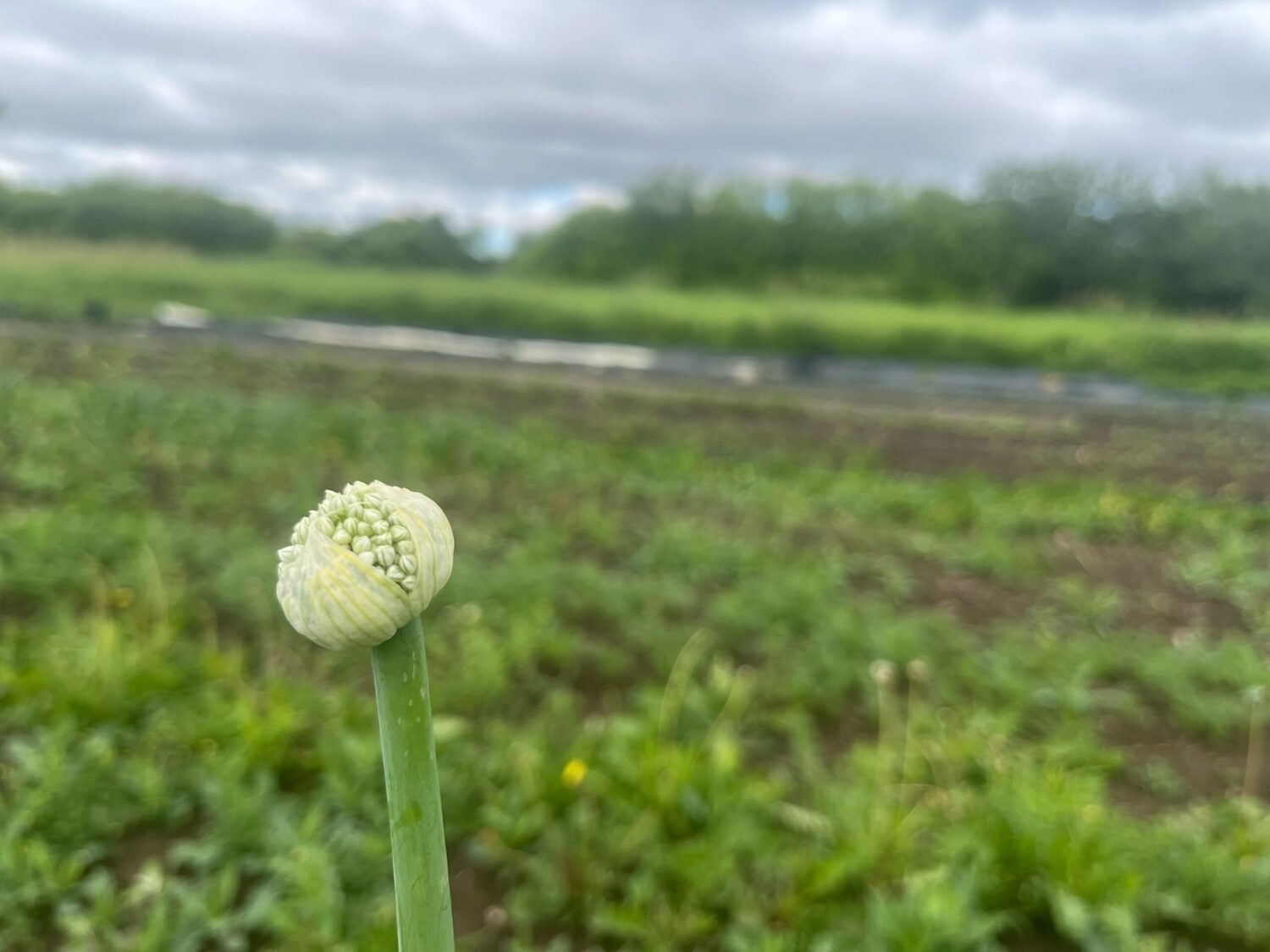 onion flower or alien spore - Summer CSA Starts This Week + Double Rainbow! 🌈🌈
