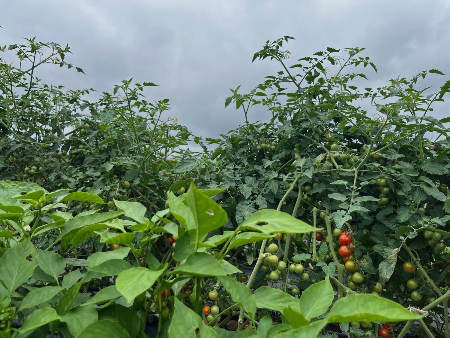 sky tomatoes - Join the Feast: Fall Harvest CSA Sampler Sign-up Open