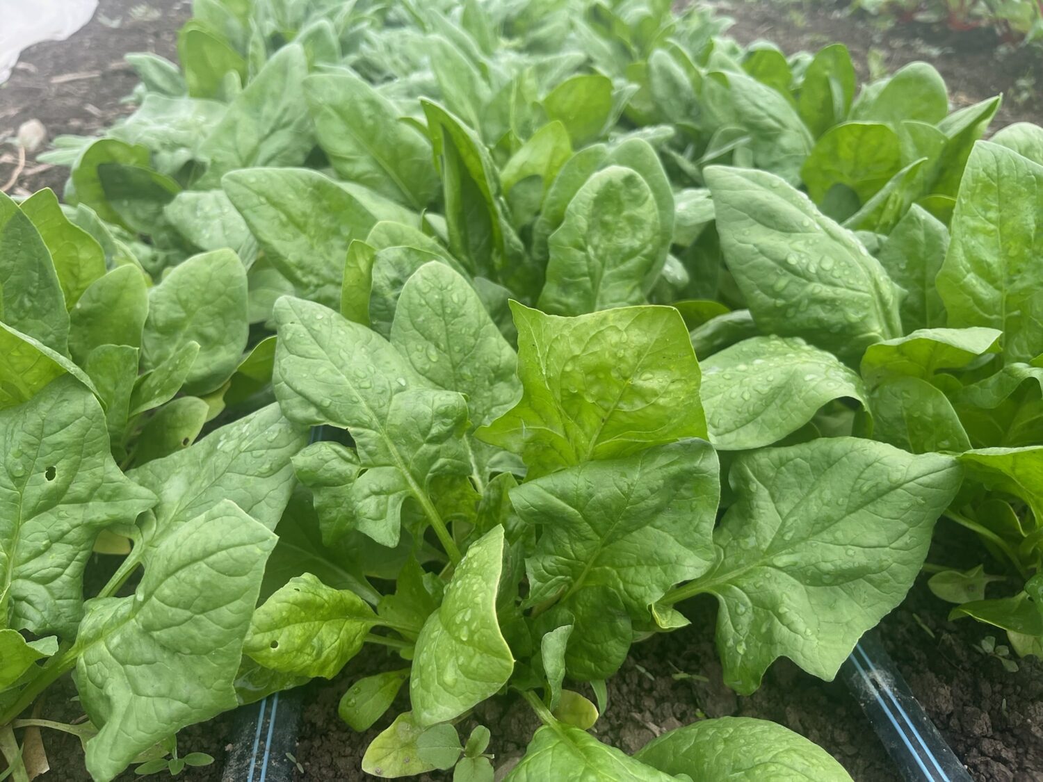 spinach galore - Summer CSA Starts This Week + Double Rainbow! 🌈🌈