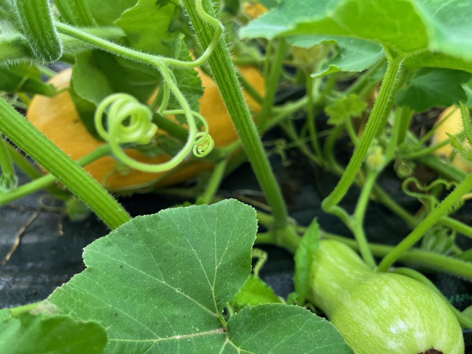 squigly squash - Join the Feast: Fall Harvest CSA Sampler Sign-up Open