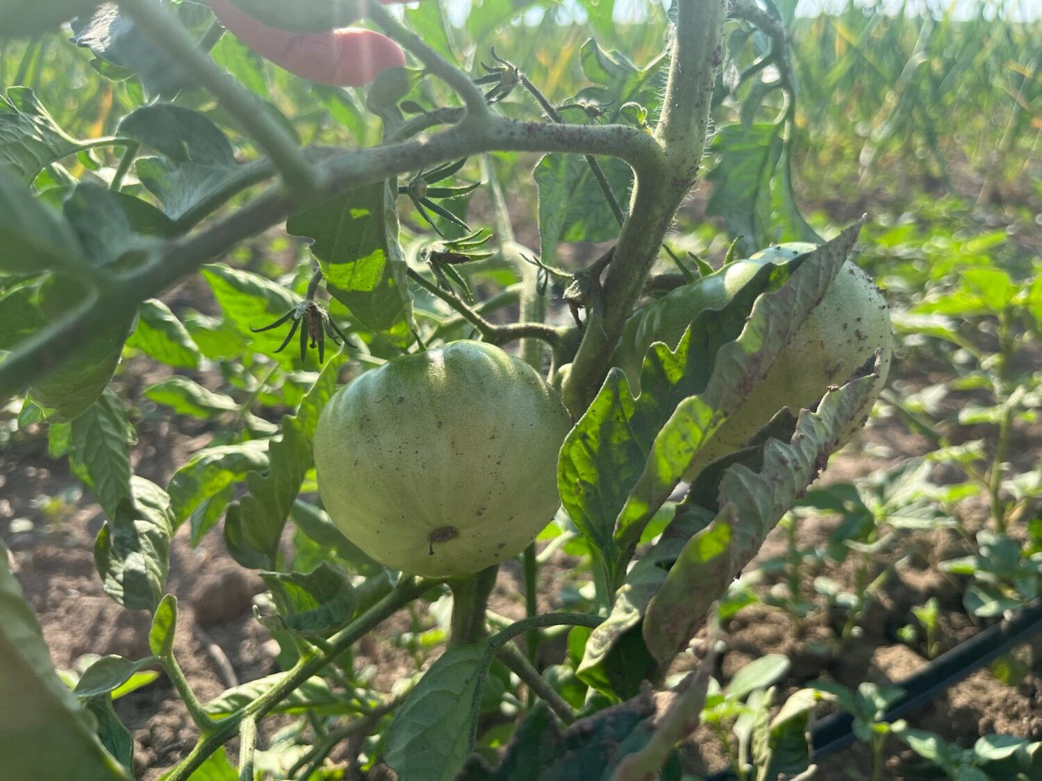 tomato - No Roof No Problem! ⛈️ KNUCKLE DOWN NEWS