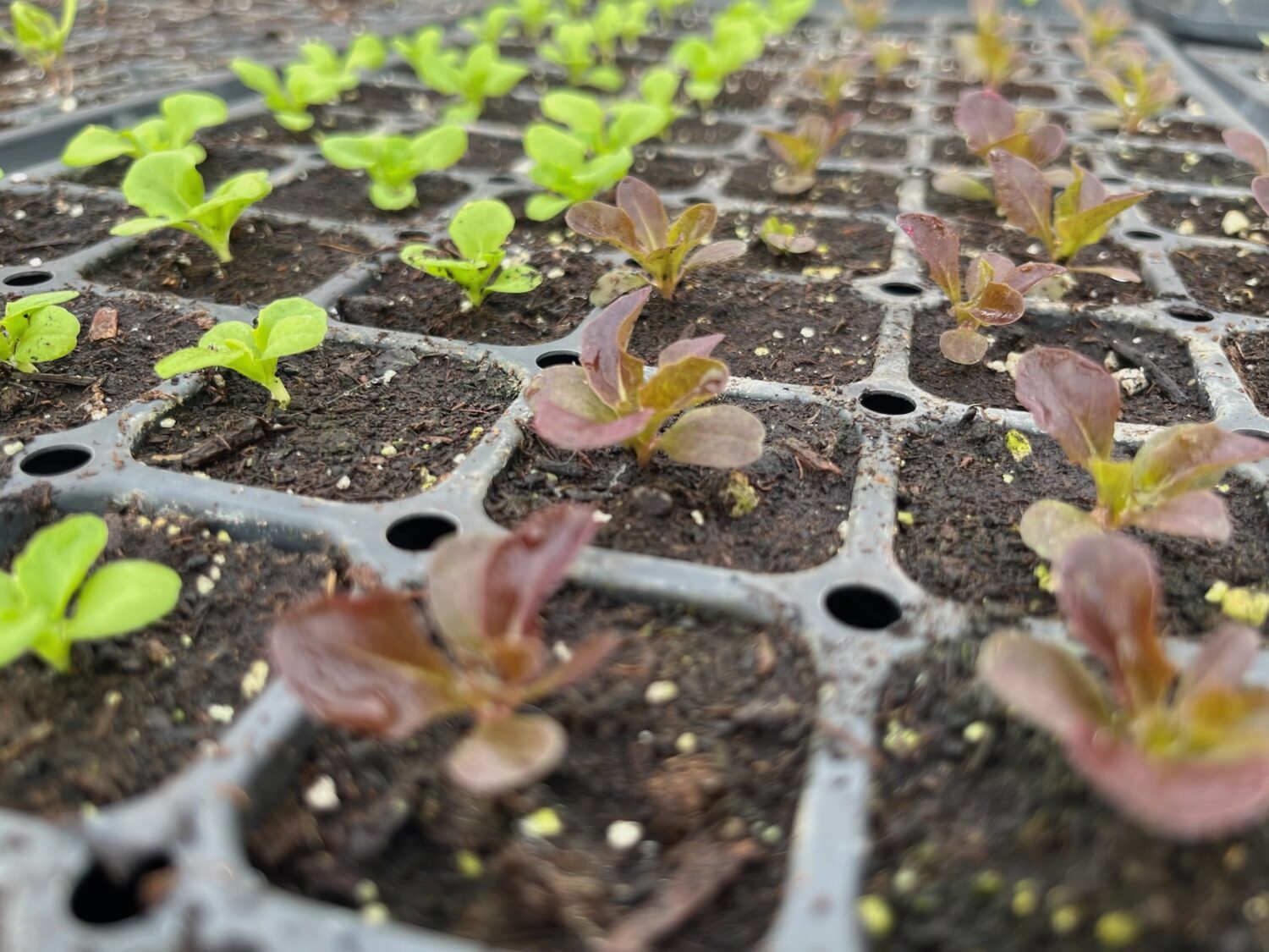 yup seedlings - FIRST EVER SPRING CSA SHARES OF ALL TIME