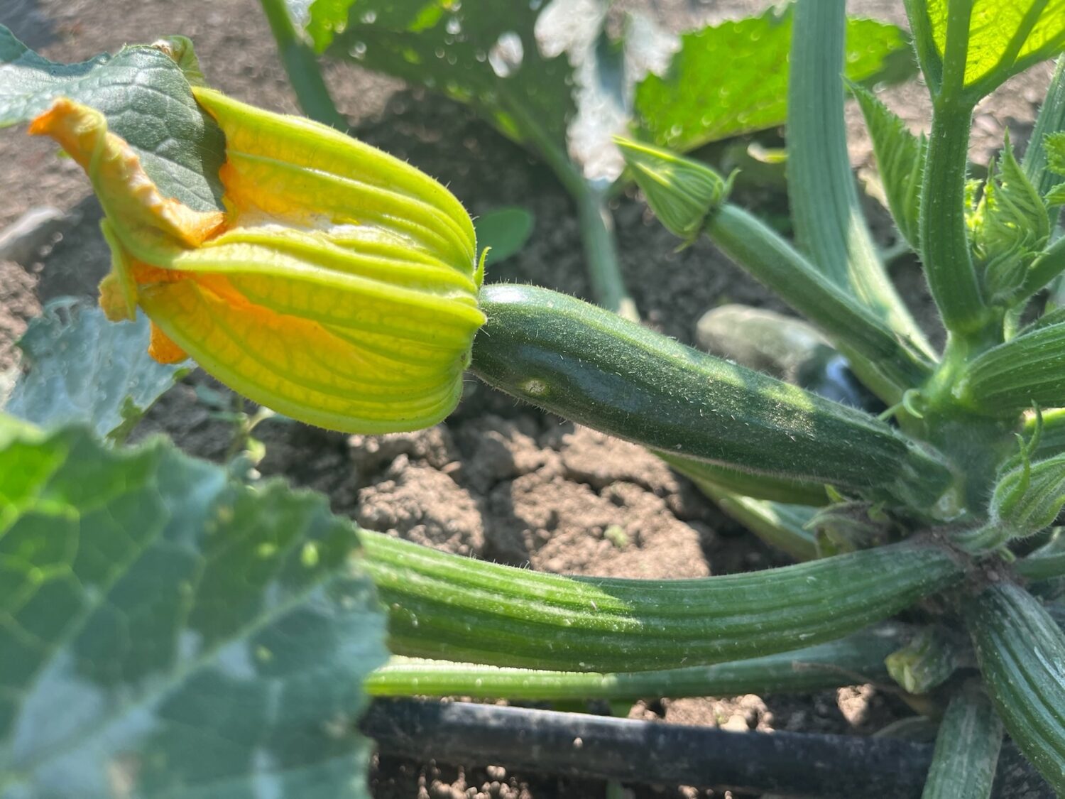 zuke flower - No Roof No Problem! ⛈️ KNUCKLE DOWN NEWS