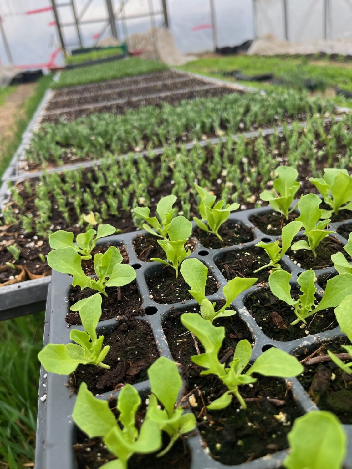 dutch greens - Spring is in the air and in our first shares!