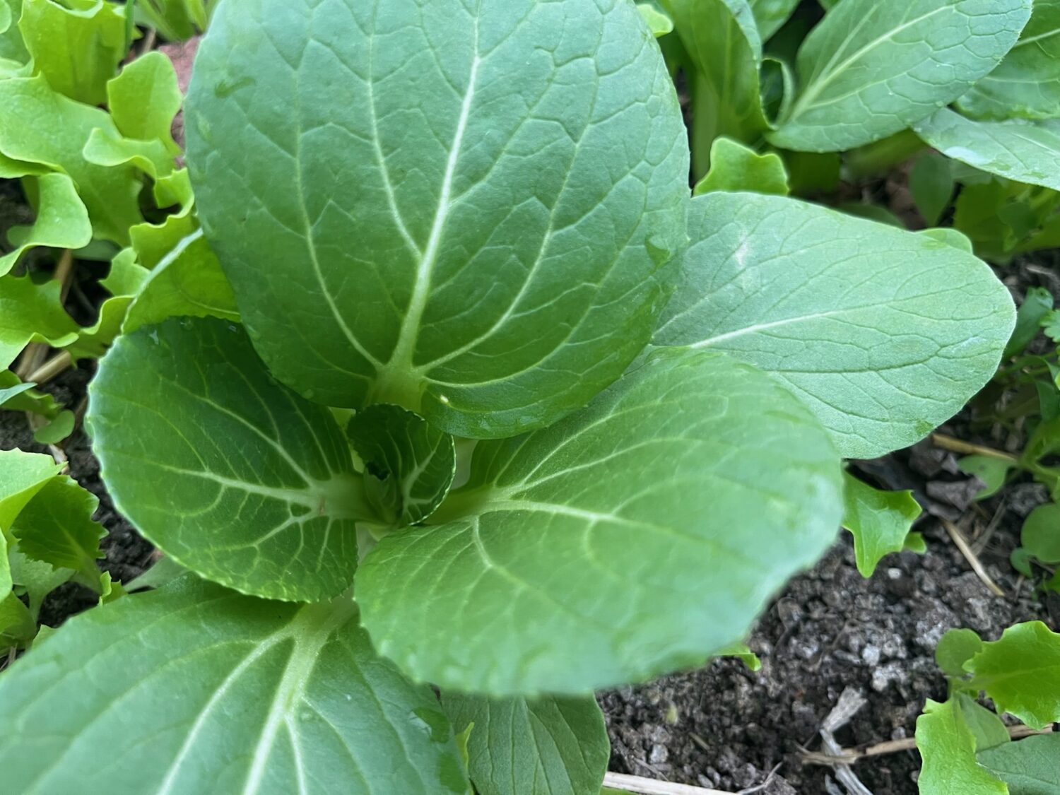 green thing - Spring is in the air and in our first shares!