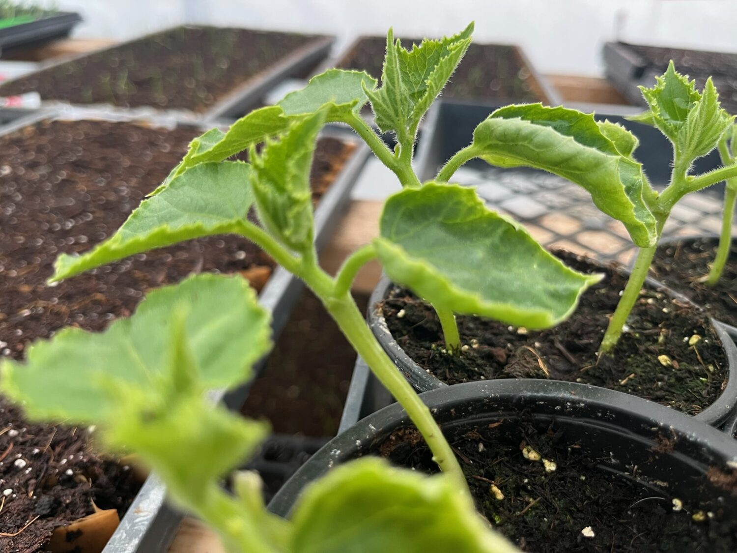 moar green - Spring is in the air and in our first shares!