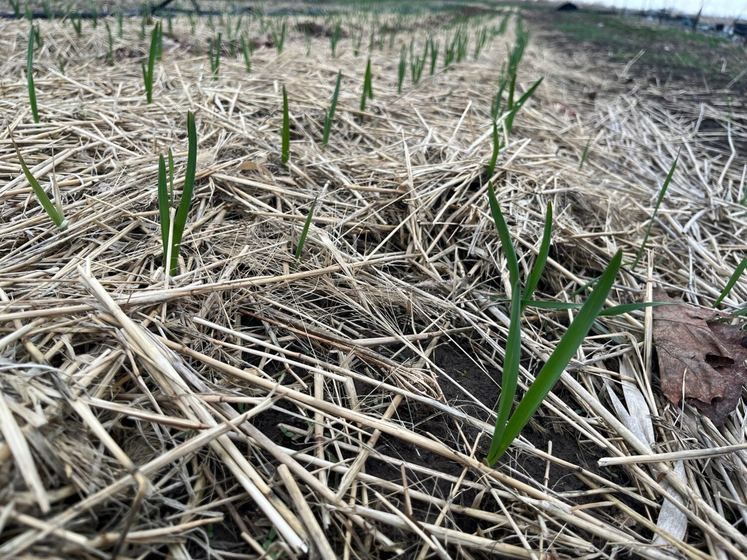 sprouty things - Spring is in the air and in our first shares!