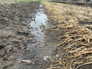 wet - Spring is in the air and in our first shares!