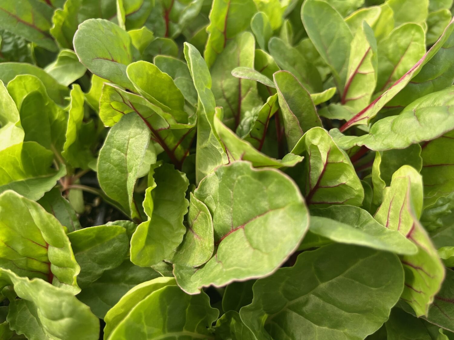 Leaves