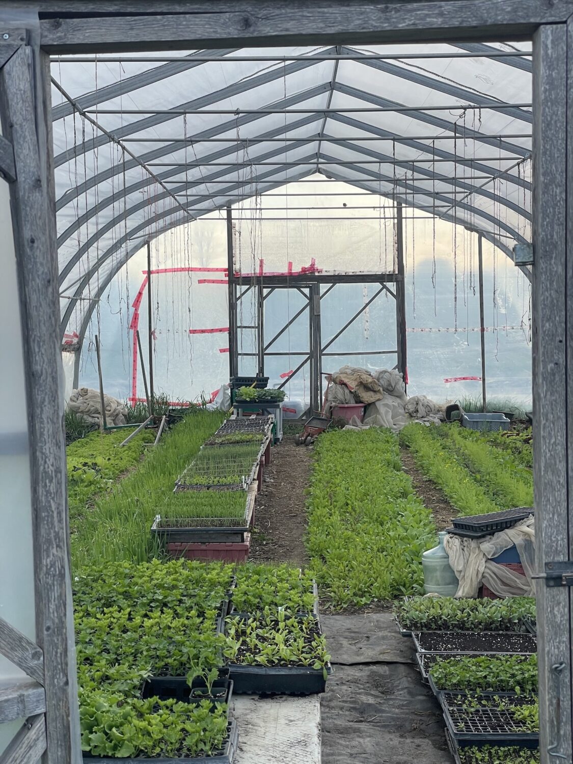 Seedlings in the Greenhouse