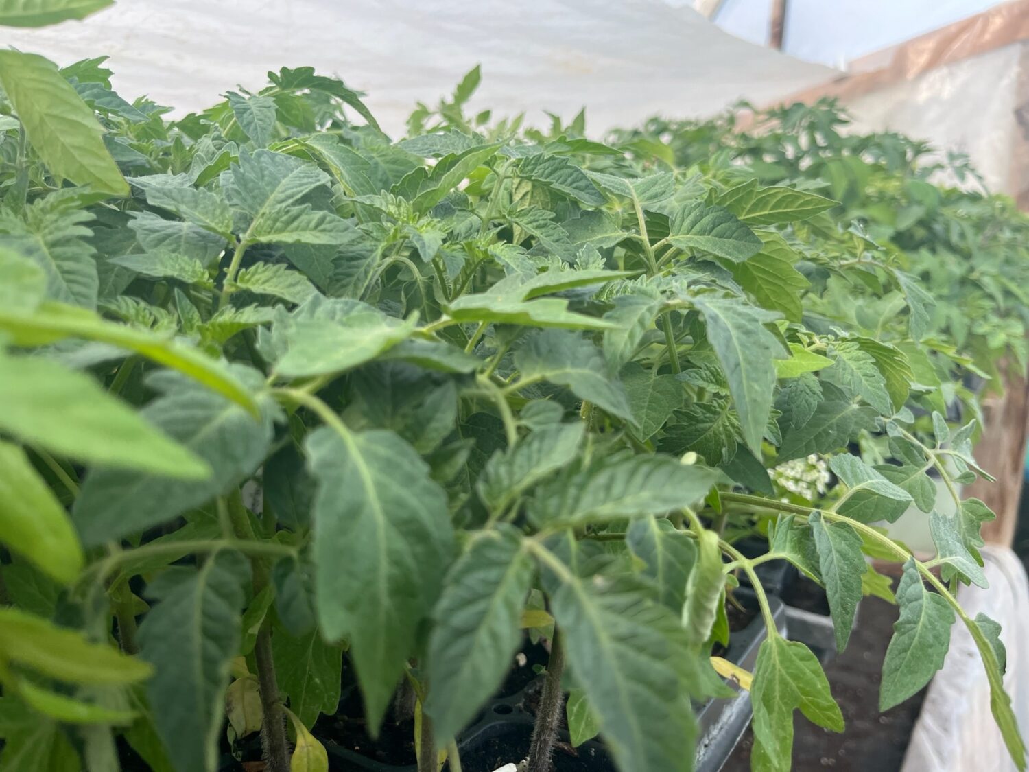 Tomato Seedlings Galore - Tomato SEEDLINGS, a new csa pickup spot in STIRLING, & web store's OPEN