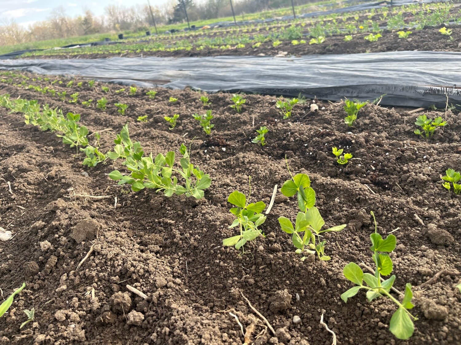 dandelions - Pies, Plums, & the Cobourg Market