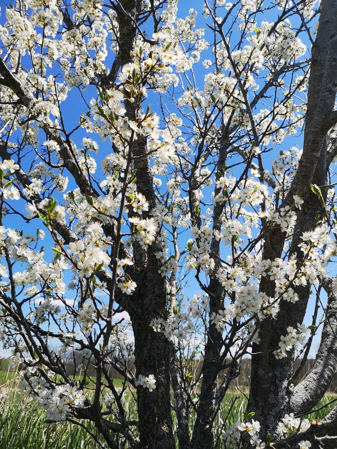 plum trees in bloom - Pies, Plums, & the Cobourg Market