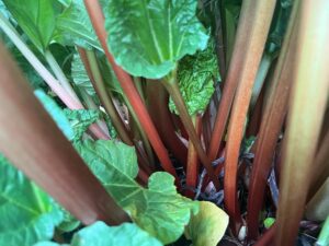 rhubarb - Pies, Plums, & the Cobourg Market