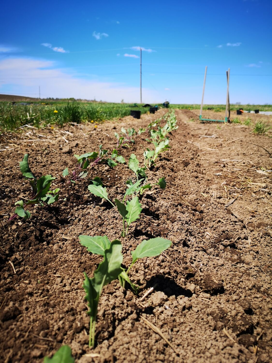 rows of seedlings - Pies, Plums, & the Cobourg Market