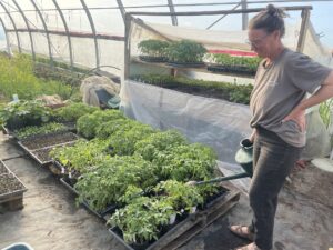 watering tomato seedlings