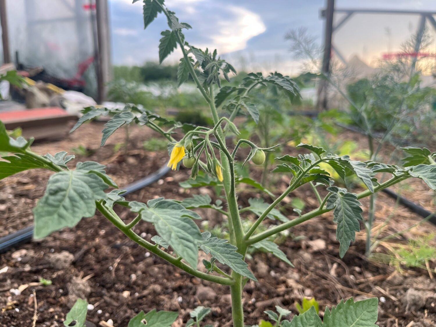 IMG 6070 - Summer CSA Starts Next Week - You can still signup