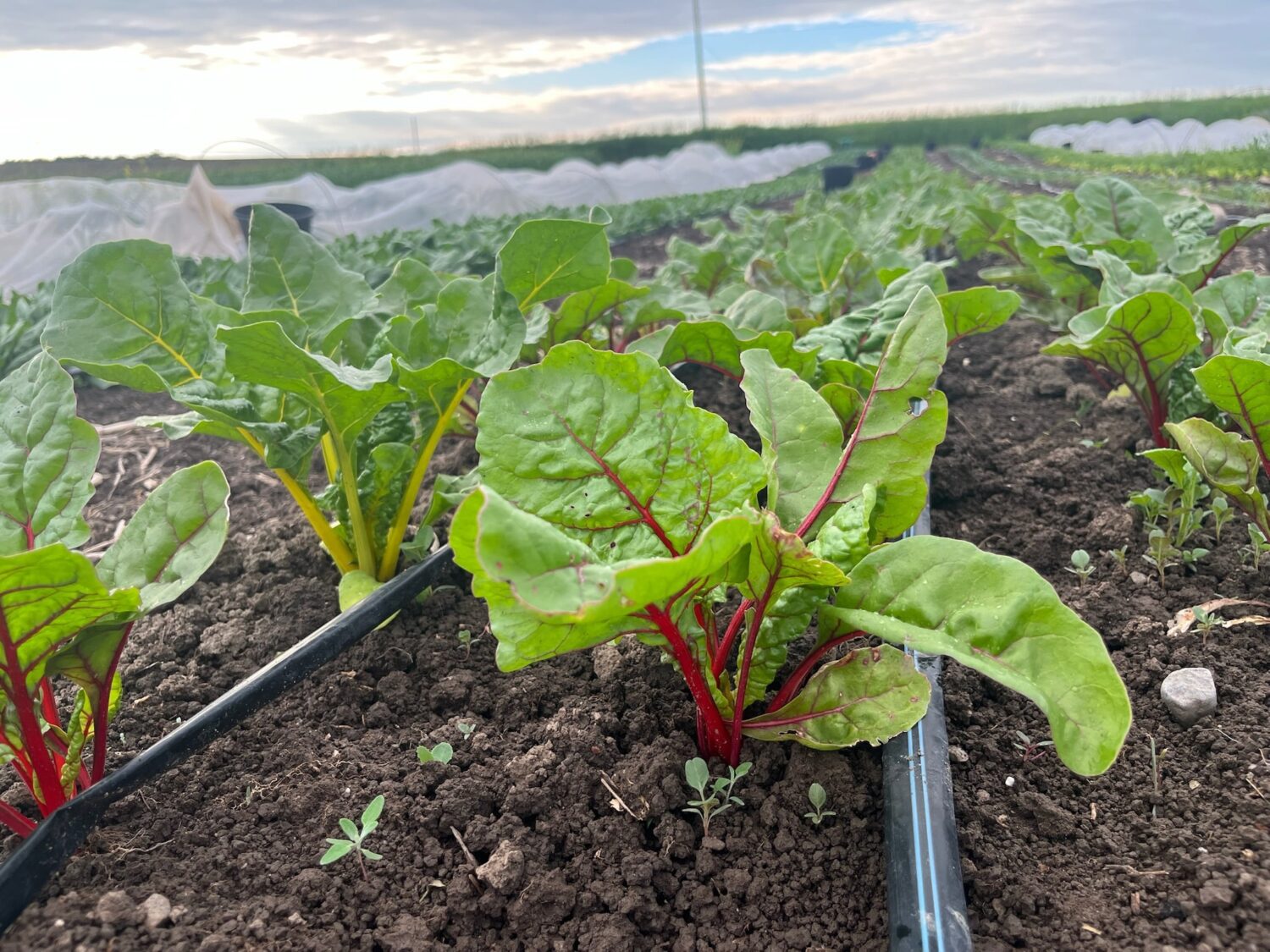 IMG 6071 - Summer CSA Starts Next Week - You can still signup