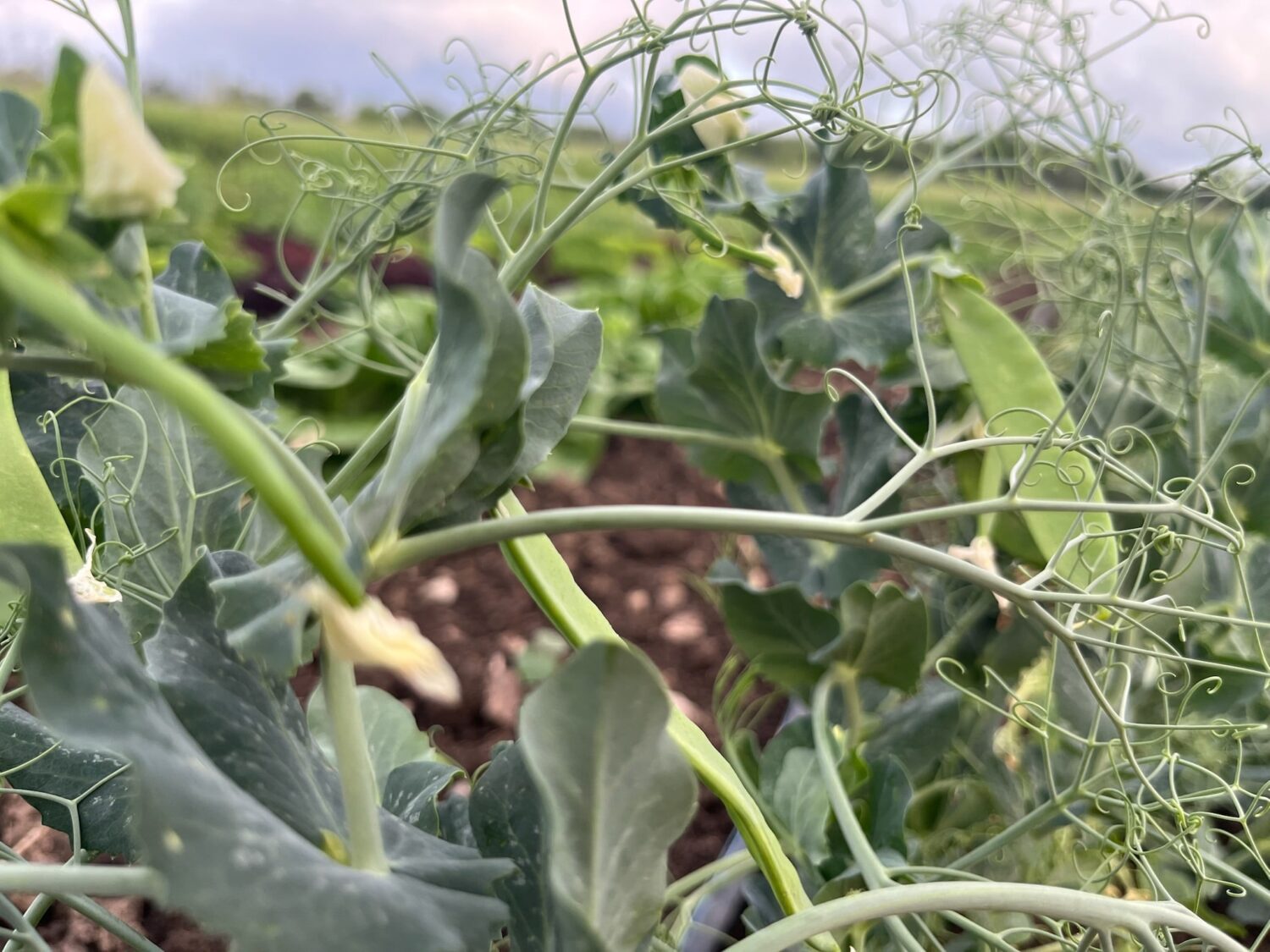 IMG 6072 - Summer CSA Starts Next Week - You can still signup