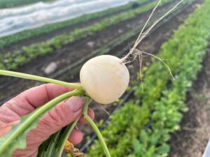 IMG 6074 - Summer CSA Starts Next Week - You can still signup