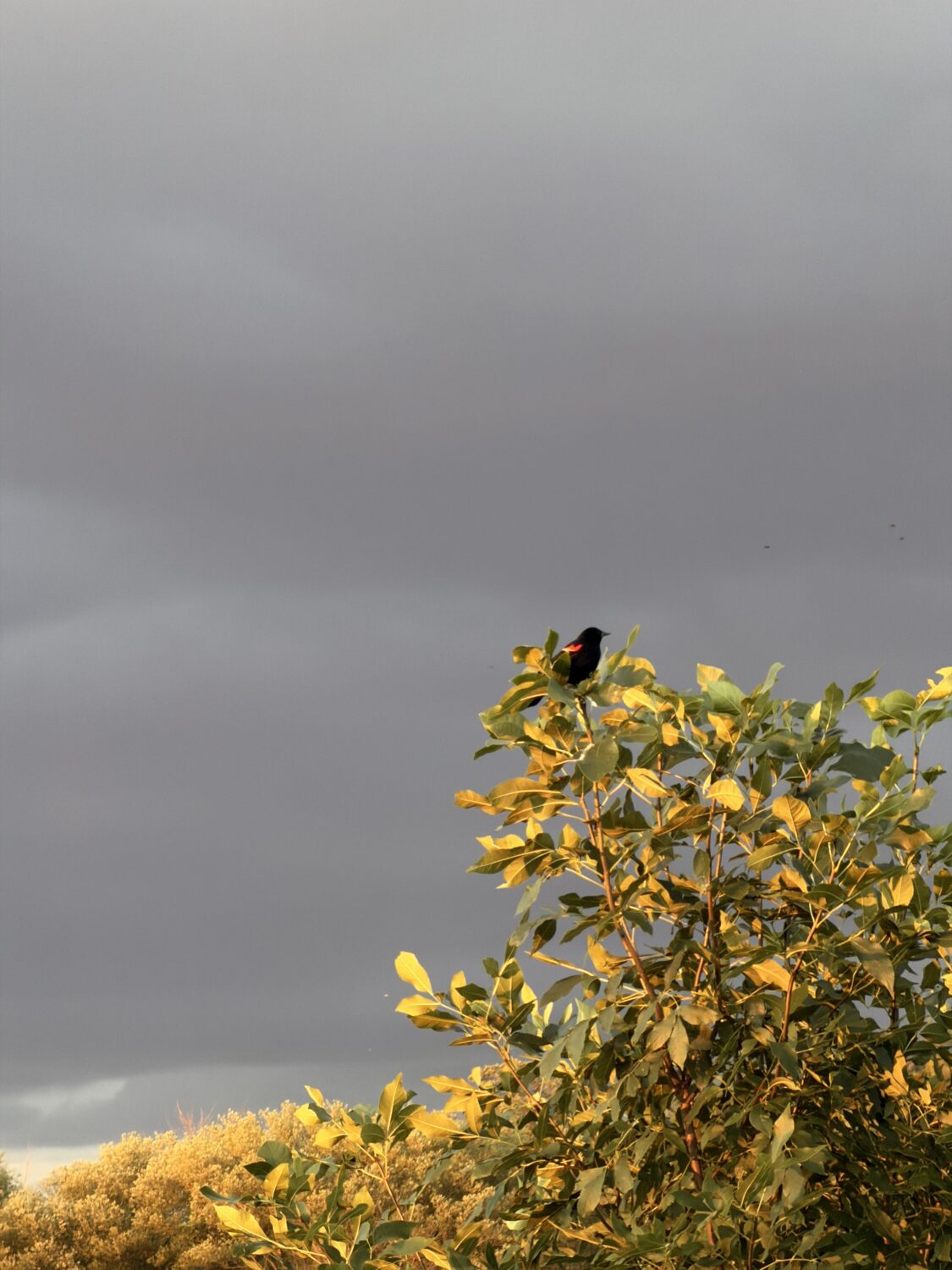 a cute bird - Suddenly mid-season with a whole lotta rain on the way