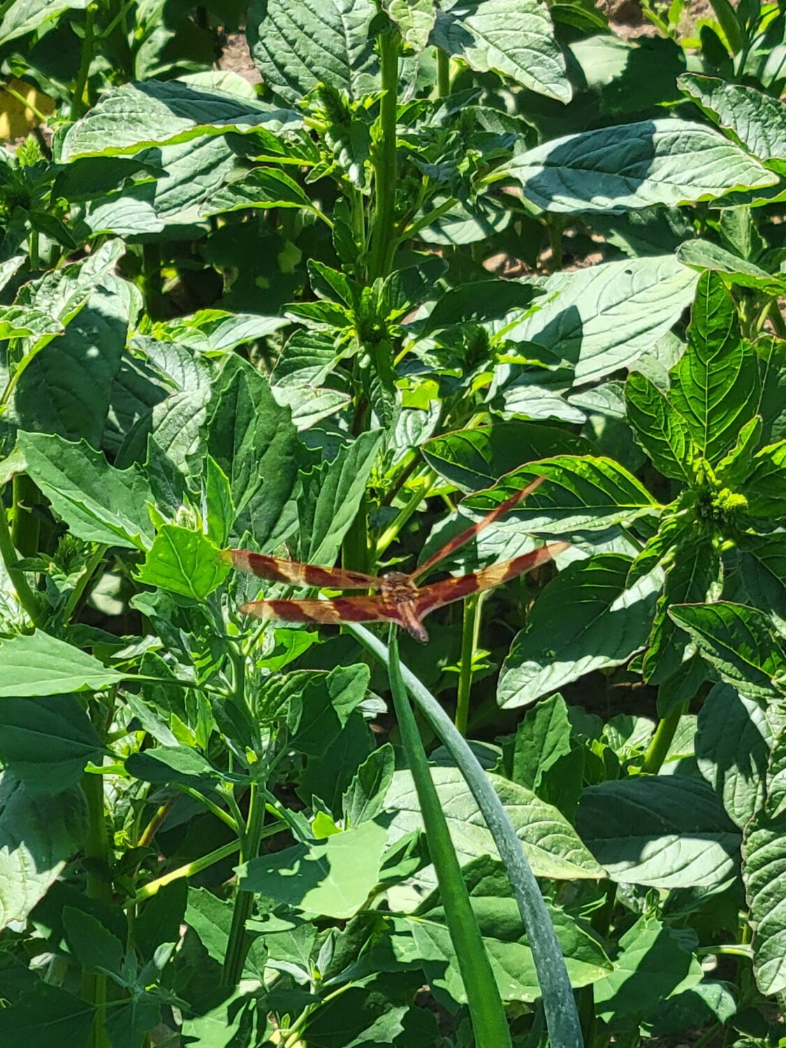 dragonfly - Intense heat, toxic air, and market tornado warnings (but not for me, I was on vacation)