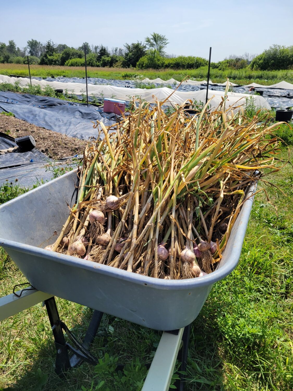 garlic barrow - Intense heat, toxic air, and market tornado warnings (but not for me, I was on vacation)
