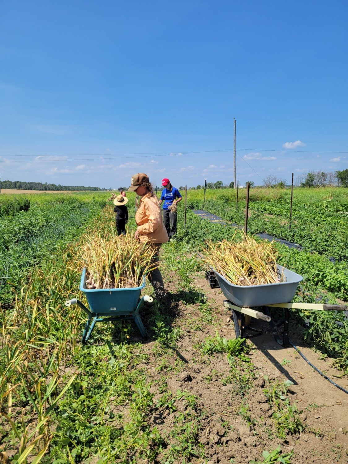garlic harvest 2026 - Intense heat, toxic air, and market tornado warnings (but not for me, I was on vacation)