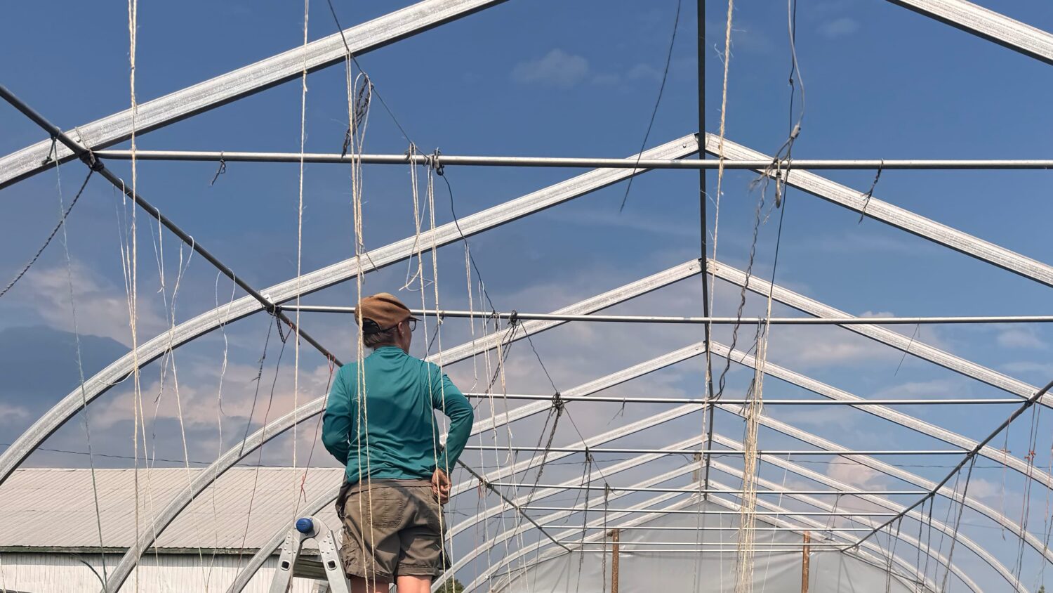 greenhouse sky - Suddenly mid-season with a whole lotta rain on the way