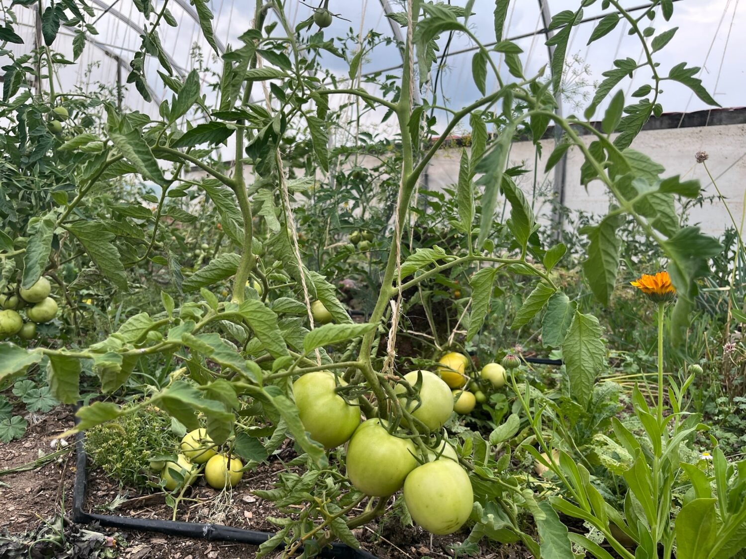 theres the mess that i was hiding - Suddenly mid-season with a whole lotta rain on the way