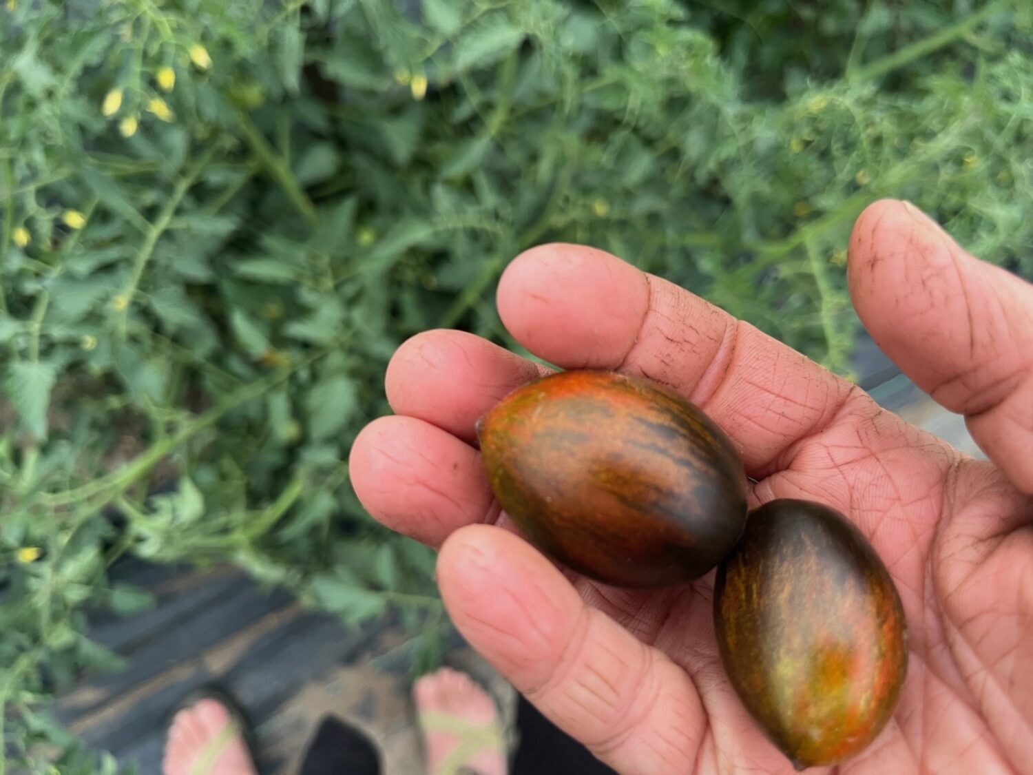 toma toes - Suddenly mid-season with a whole lotta rain on the way