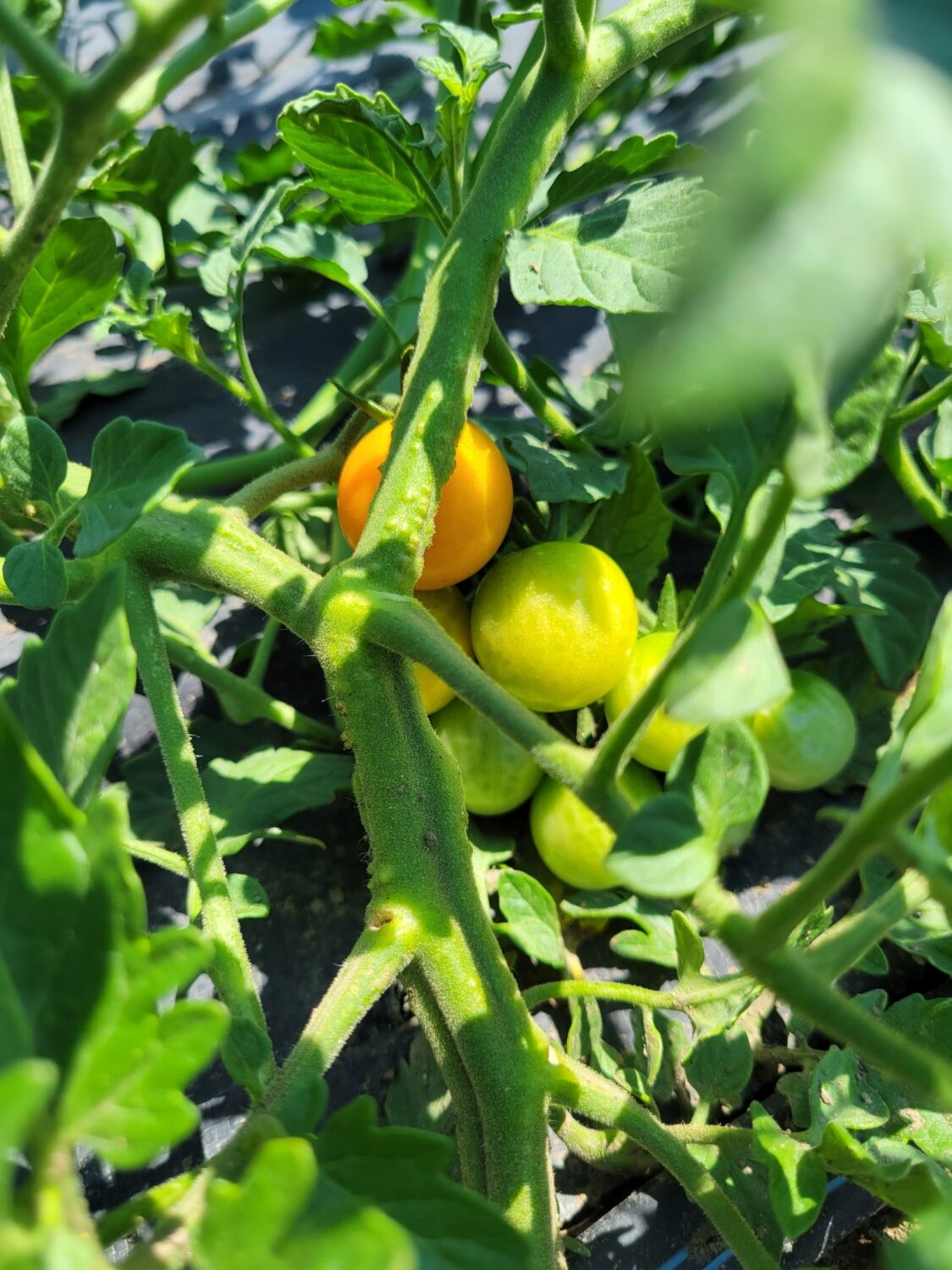 tomatoes - Knuckle Down News, Staff Edition