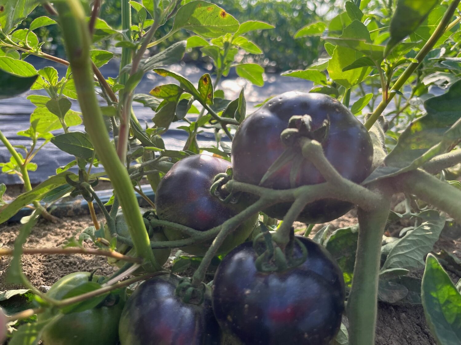 tomatoes - Intense heat, toxic air, and market tornado warnings (but not for me, I was on vacation)
