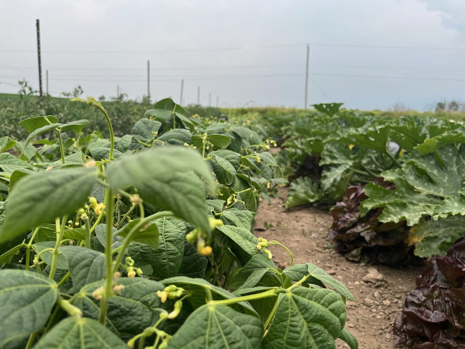 weird focus - Suddenly mid-season with a whole lotta rain on the way