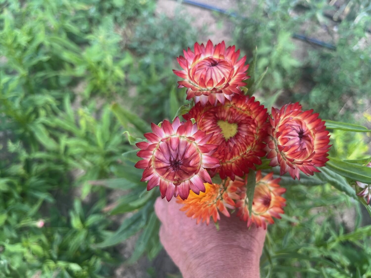 flowers - Big Garlic & Big New Online Market With Delivery