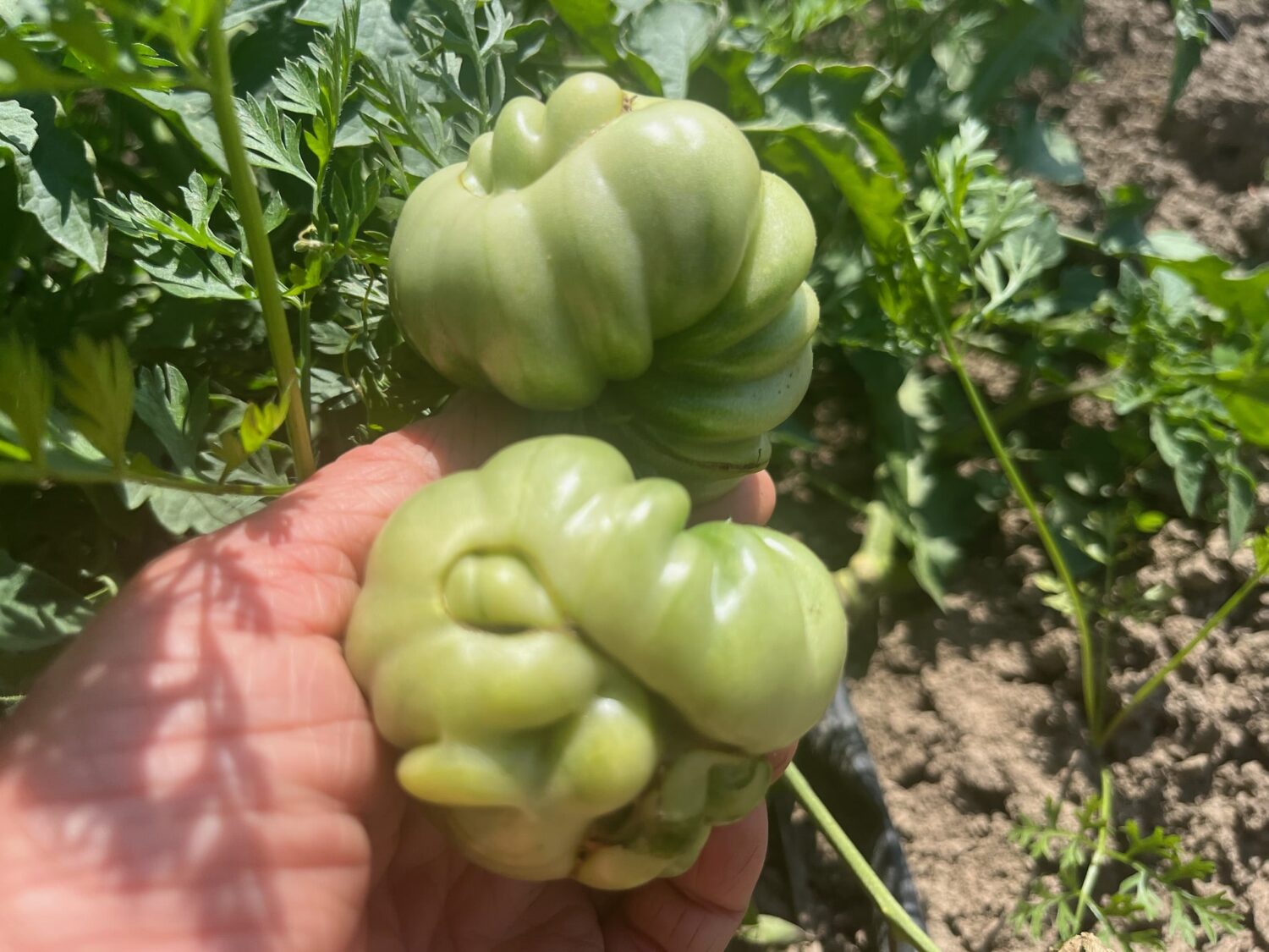 lol wut - Big Garlic & Big New Online Market With Delivery