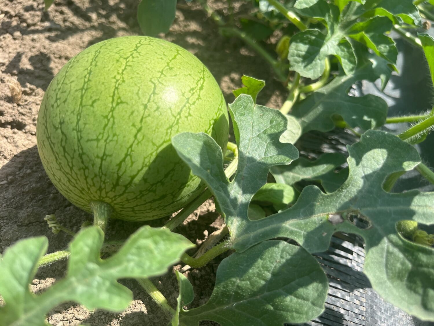 melon or something - Big Garlic & Big New Online Market With Delivery
