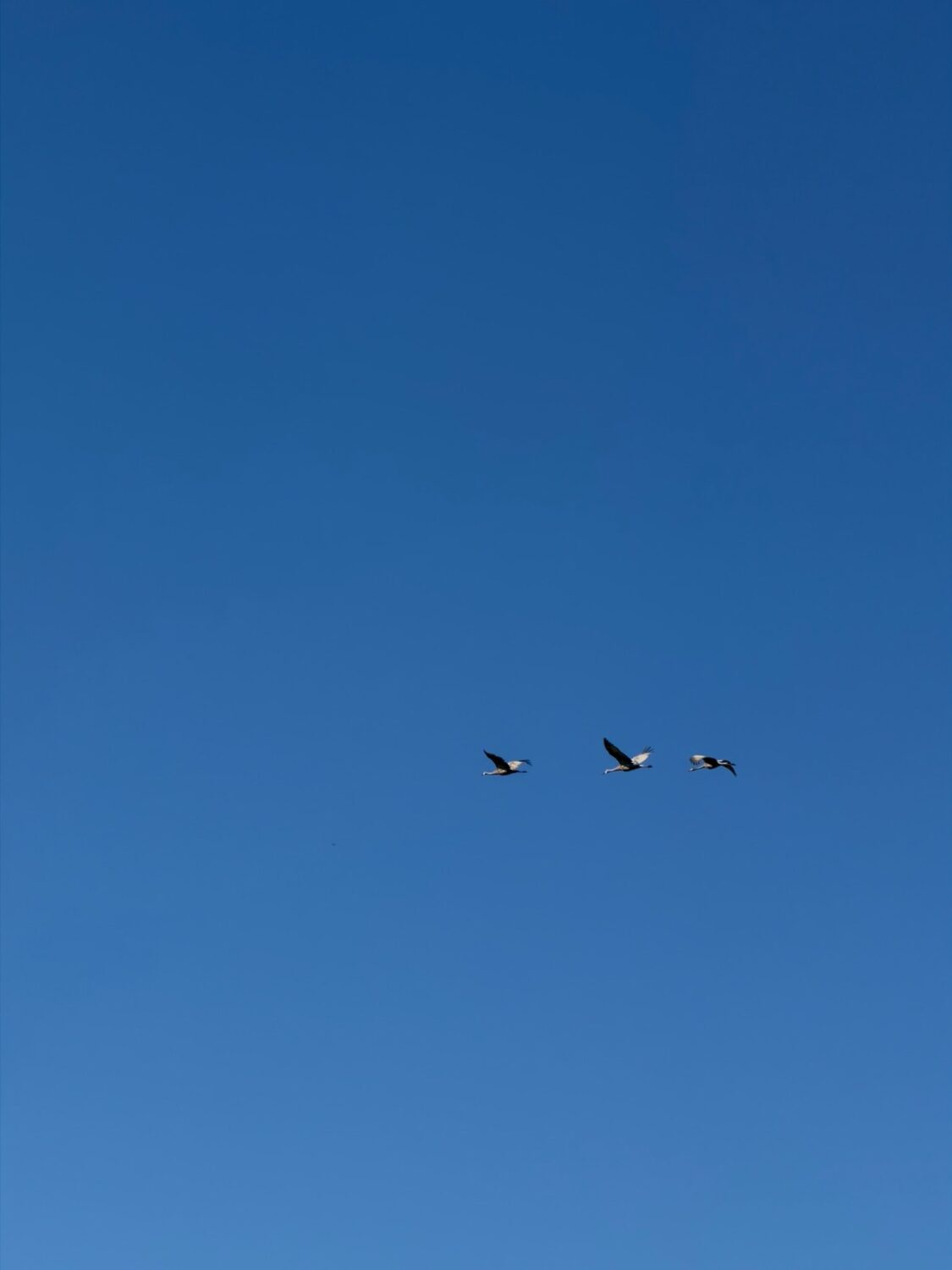 birds - Last call for Fall Shares + the Lake is still there ⚡️ KNUCKLE DOWN NEWS
