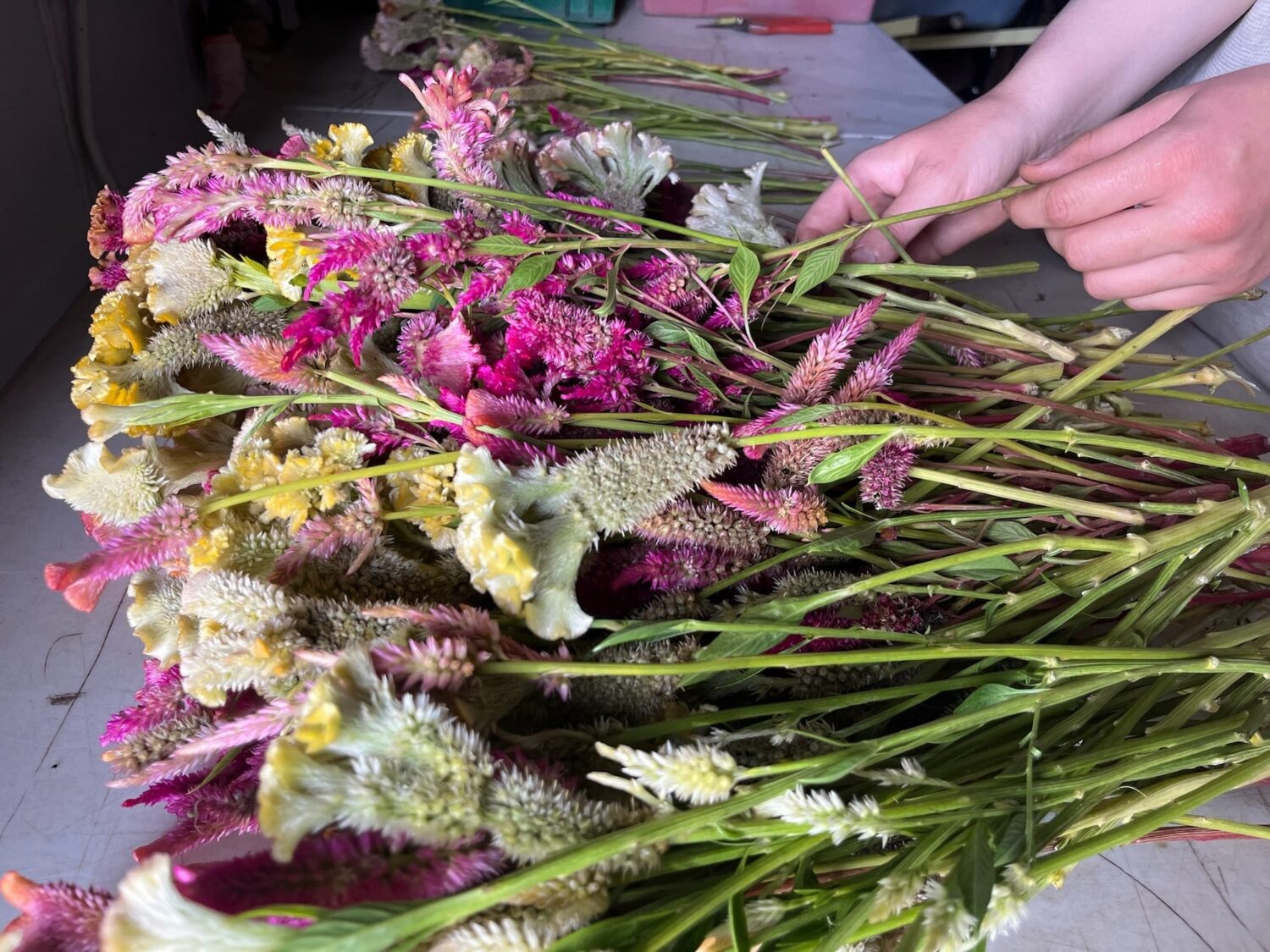 dried flowers - Last call for Fall Shares + the Lake is still there ⚡️ KNUCKLE DOWN NEWS