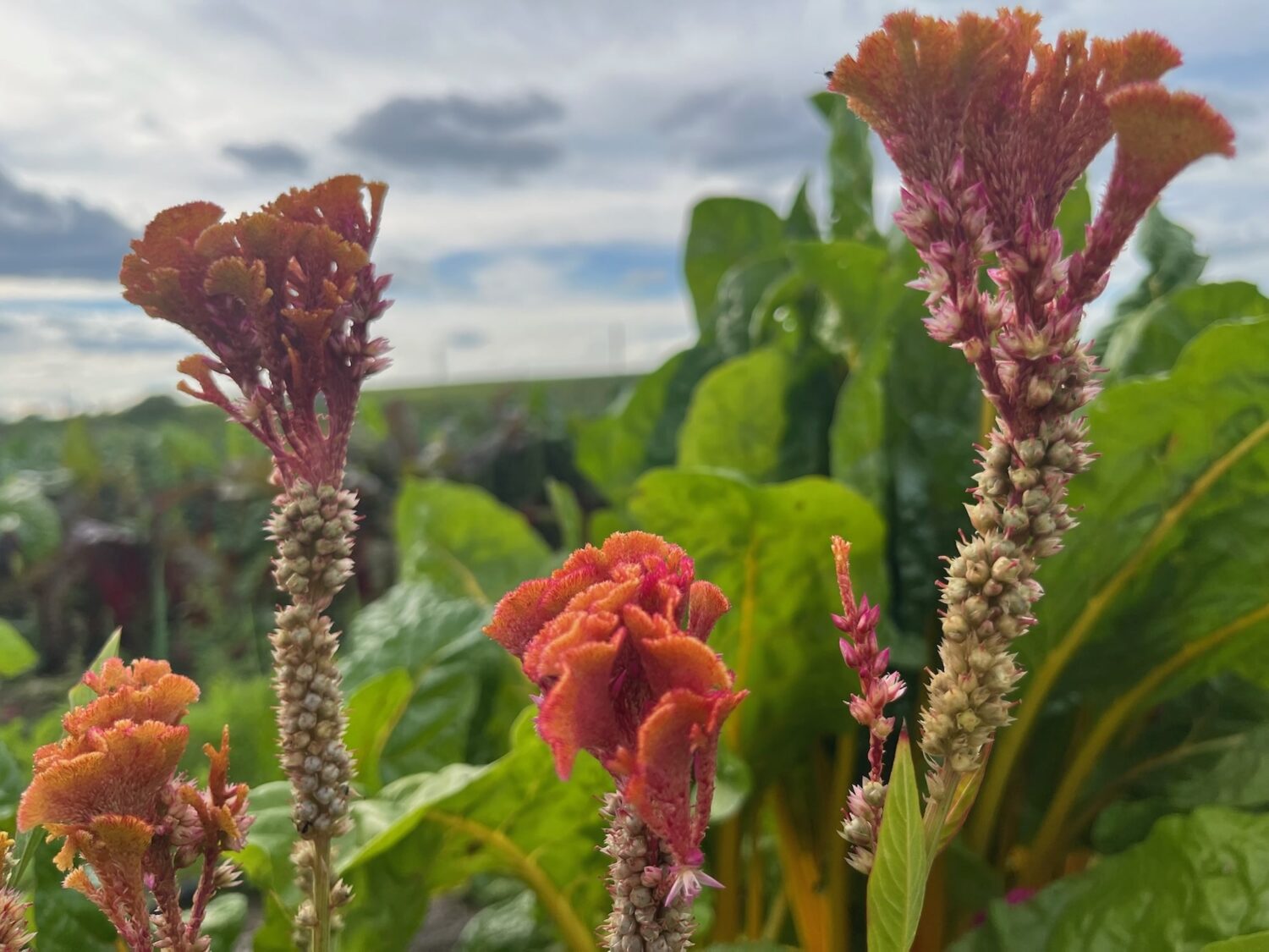 flowers - Last call for Fall Shares + the Lake is still there ⚡️ KNUCKLE DOWN NEWS