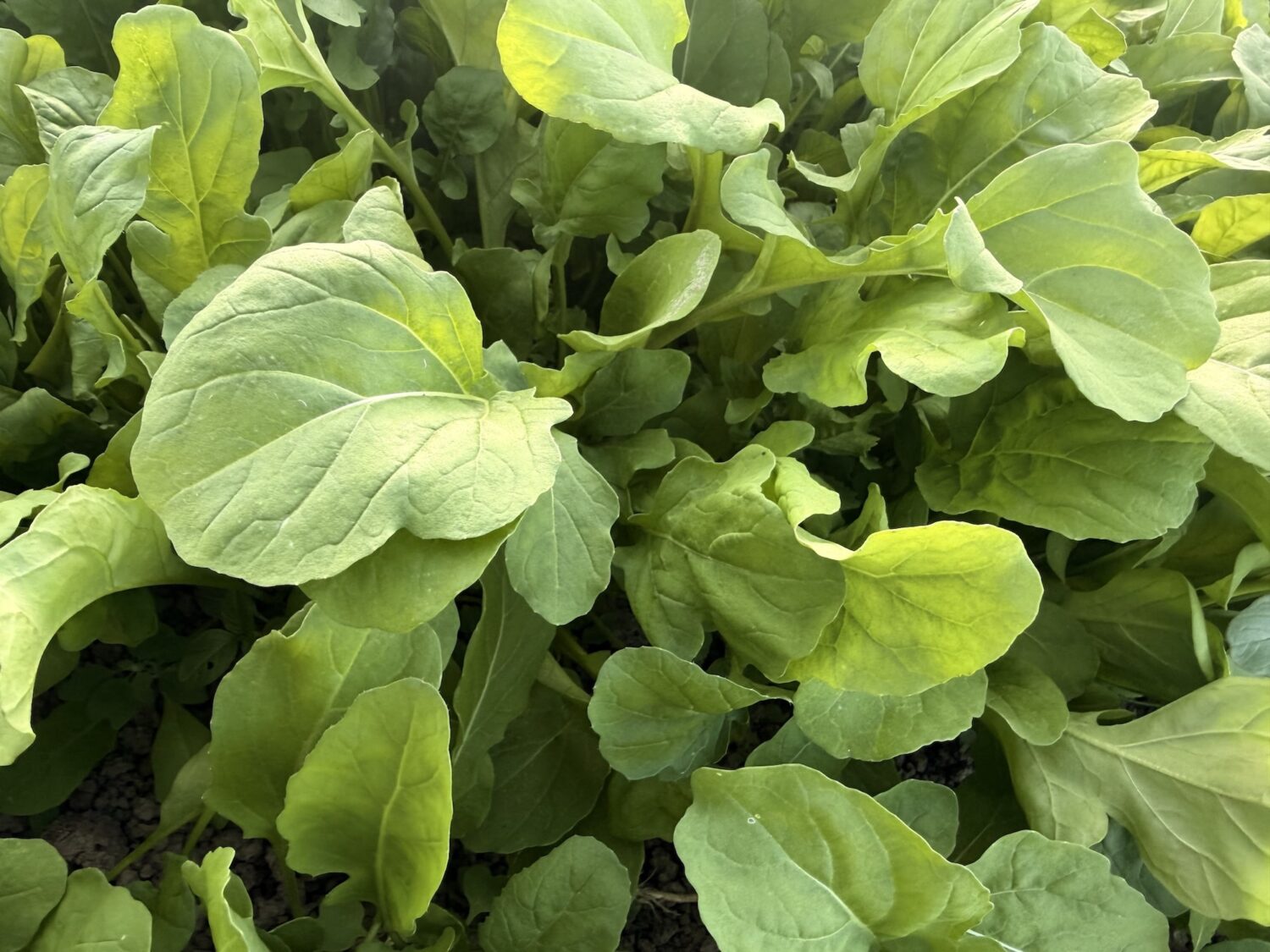 greens - Move over pumpkins, arugula and radish are the true fall spices!