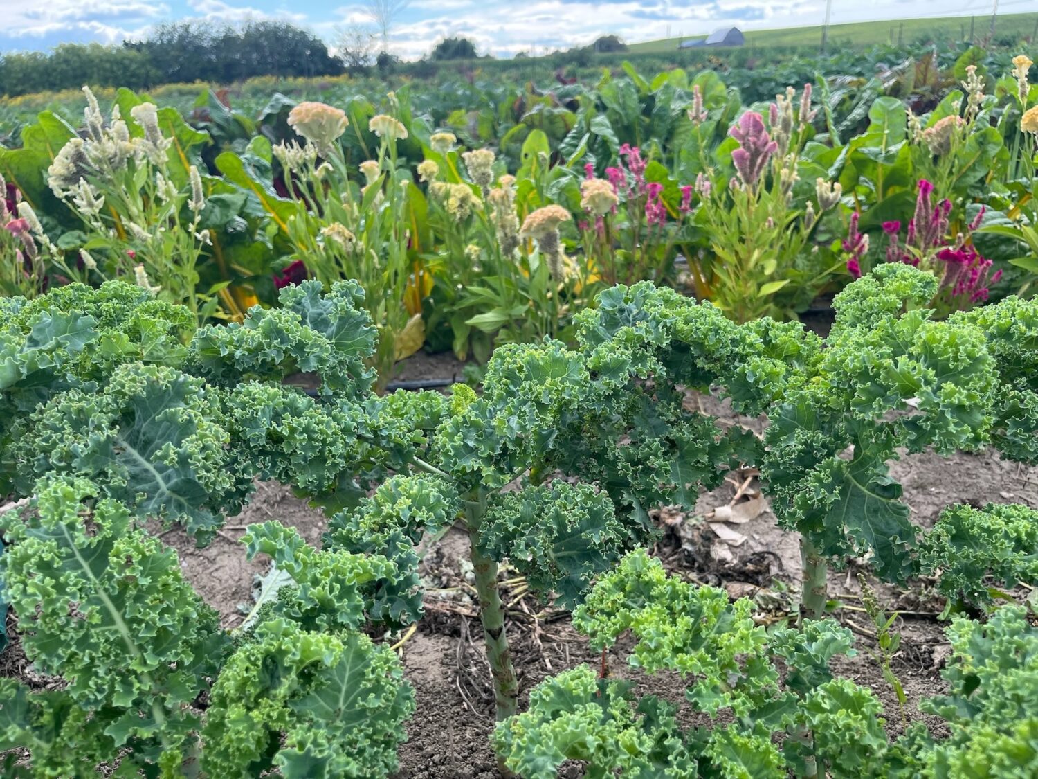 kale in the field - Last call for Fall Shares + the Lake is still there ⚡️ KNUCKLE DOWN NEWS