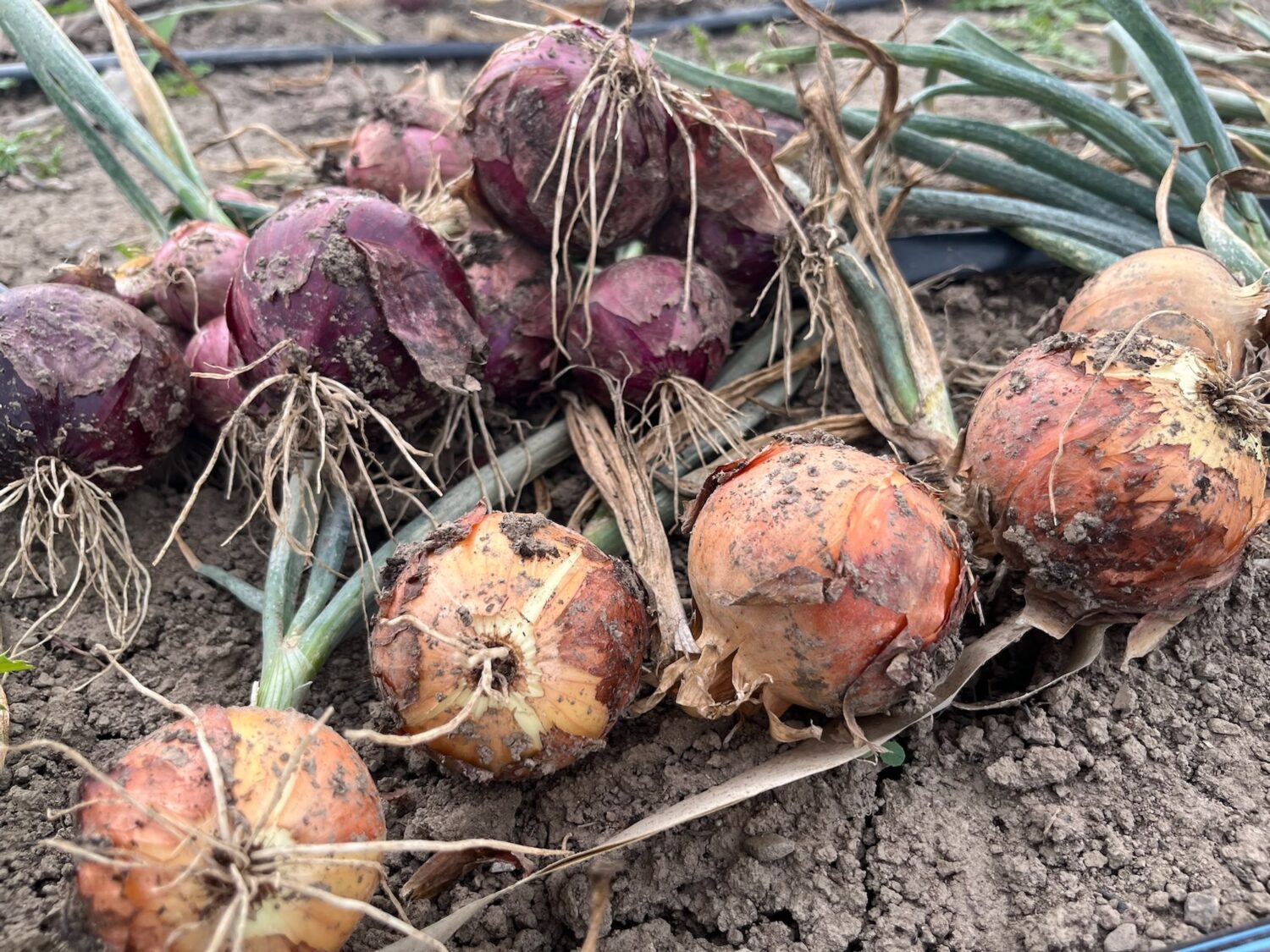 onions - Last call for Fall Shares + the Lake is still there ⚡️ KNUCKLE DOWN NEWS