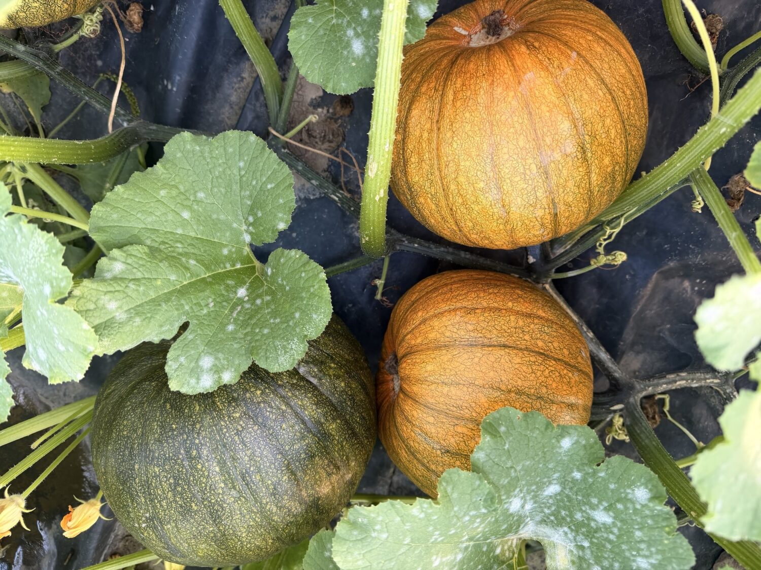 pumpkins - Move over pumpkins, arugula and radish are the true fall spices!