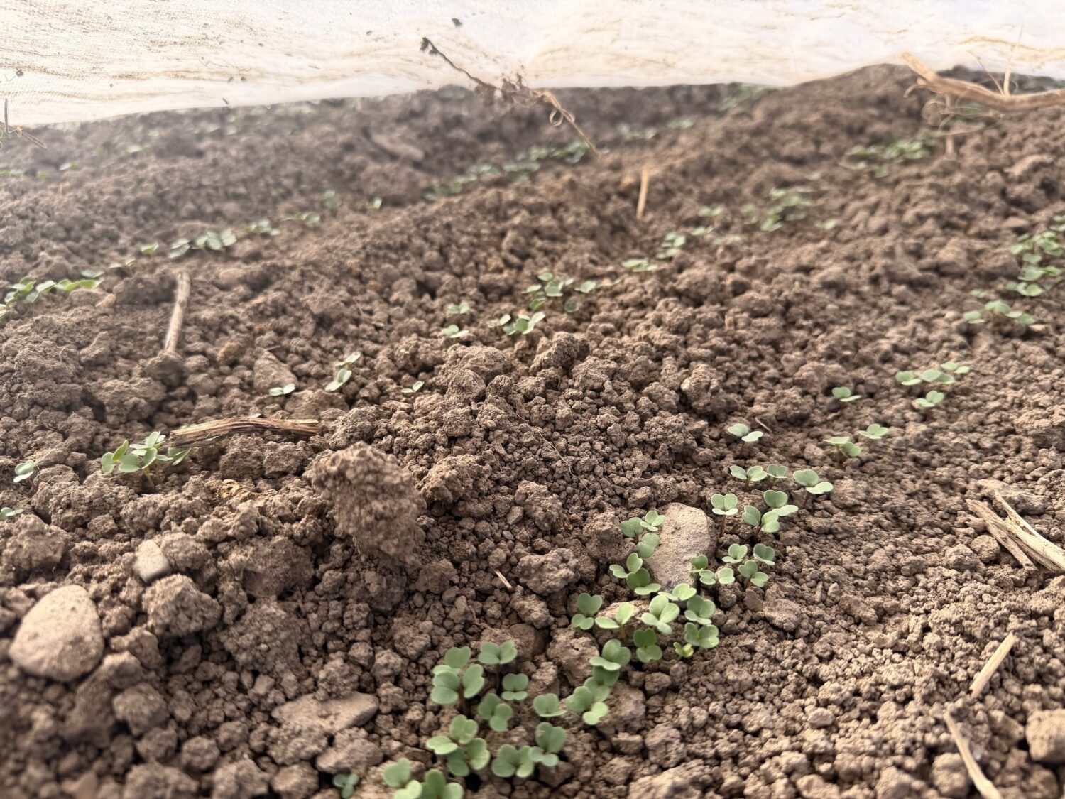 under cover - Move over pumpkins, arugula and radish are the true fall spices!