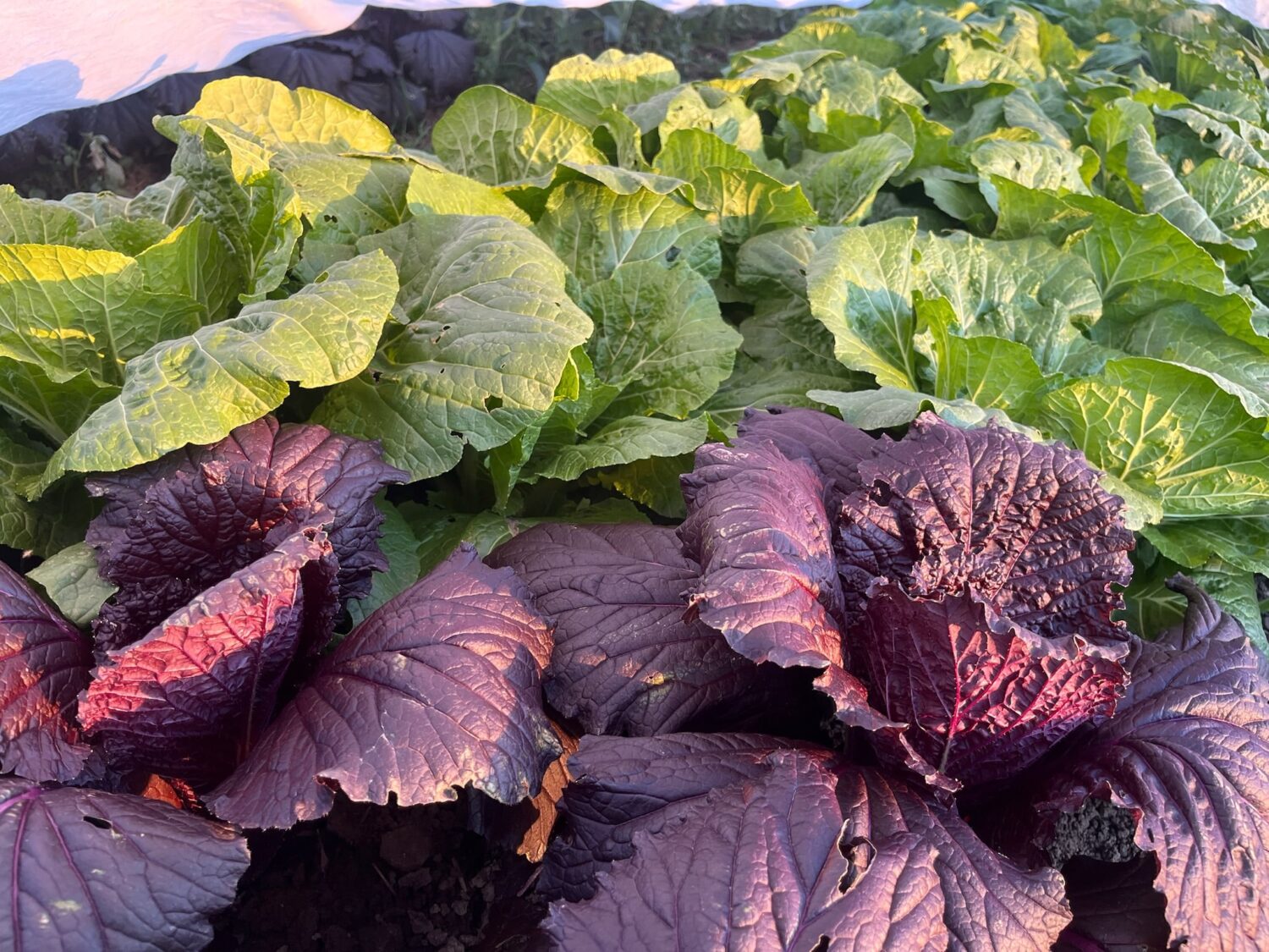 cabbage patch scorpions - Garlic Bundles & Late Brassicas