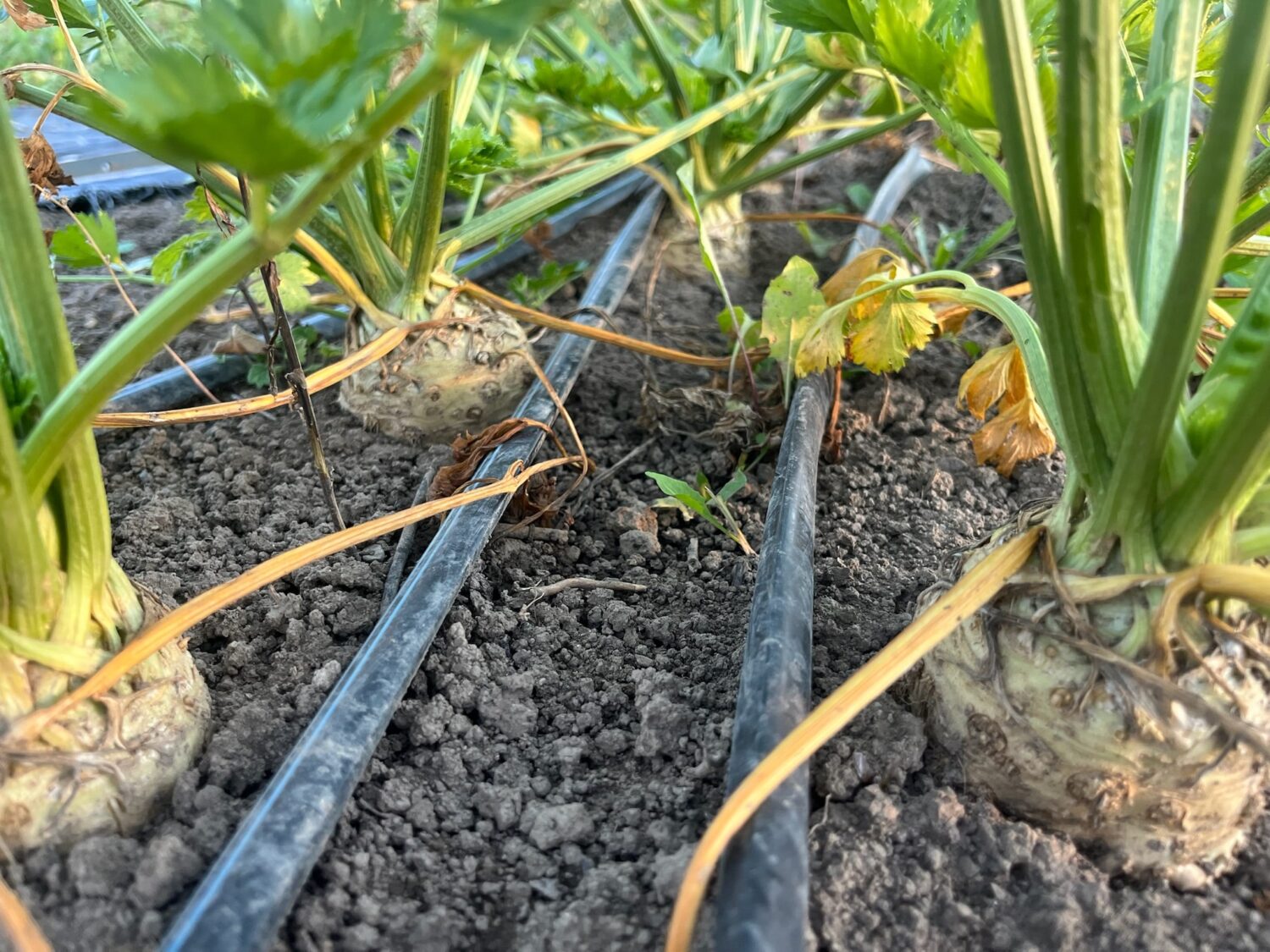 irrigating the alienss - Garlic Bundles & Late Brassicas