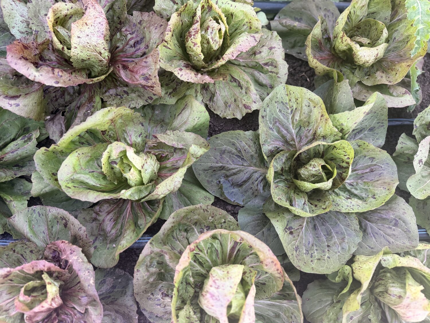 raddicio ridiculousness - Garlic Bundles & Late Brassicas